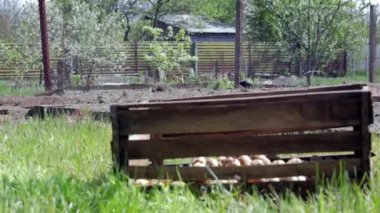 Tahta bir kutuda filizlenmiş filizlerle ekmek için patates. Tomurcuklanmış patates. Patates yumrusu fideleri. Tarım ve bahçıvanlık kavramı, sebze yetiştirme ve bakımı.