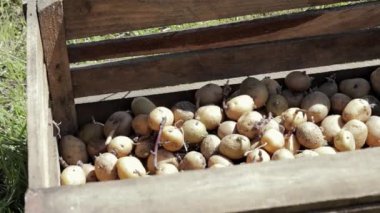 Tahta bir kutuda filizlenmiş filizlerle ekmek için patates. Tomurcuklanmış patates. Patates yumrusu fideleri. Tarım ve bahçıvanlık kavramı, sebze yetiştirme ve bakımı.