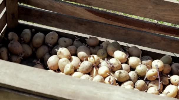 Cartofi Pentru Plantare Lăstari Încolțiți Într Cutie Lemn Cartofi Vechi — Videoclip de stoc