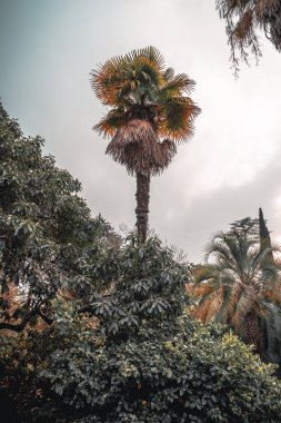 Yansımasında muhteşem palmiye ağaçları