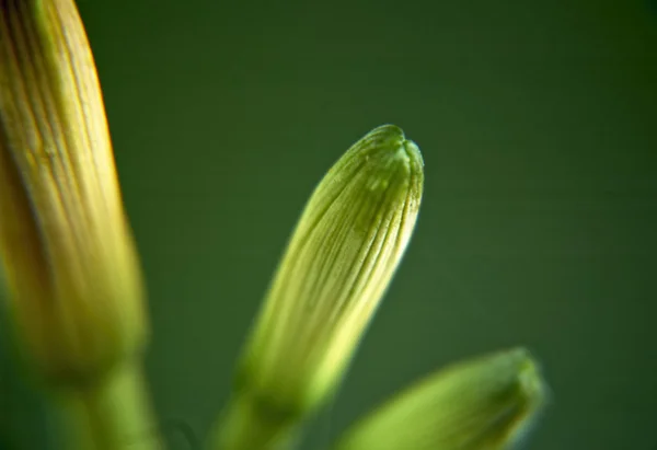 Flower buds — Stock Photo, Image