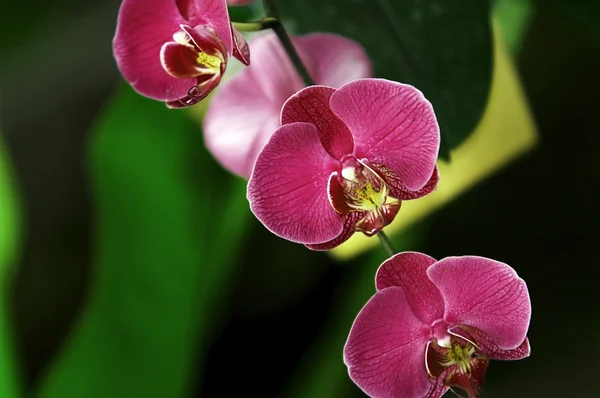 Orchidée rouge — Photo