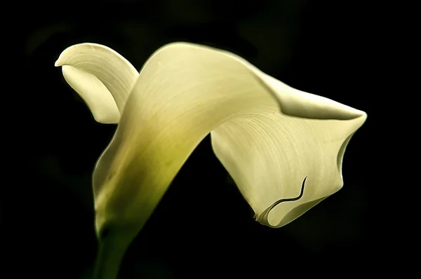 Calla lily — Fotografie, imagine de stoc