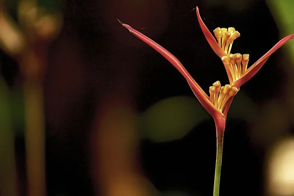 Heleconia květ Stock Fotografie