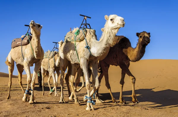 Dromedare in der marokkanischen Wüste — Stockfoto