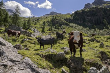 cuneaz, dağda otlayan inekler