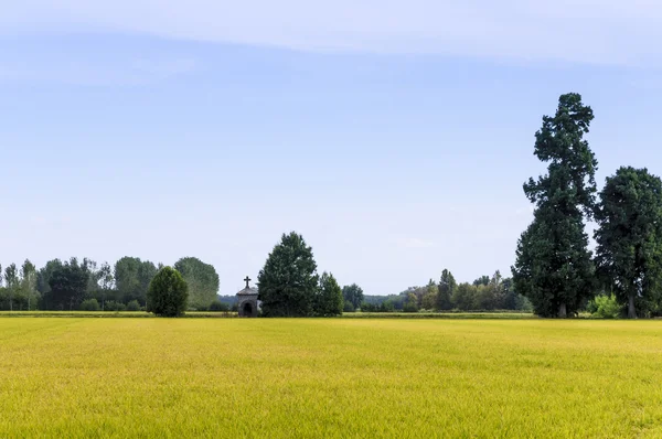 Lomellina (Nort Italië) rijst veld — Stockfoto