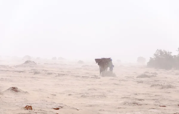 Marocko, dromedar i sand storm — Stockfoto