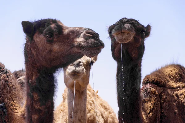 Morocco, Hamada du Draa, dromedaries drinking — Stock Photo, Image