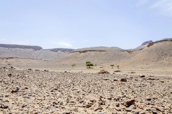 Maroko, lembah Draa, gurun batu dan pohon akasia — Stok Foto