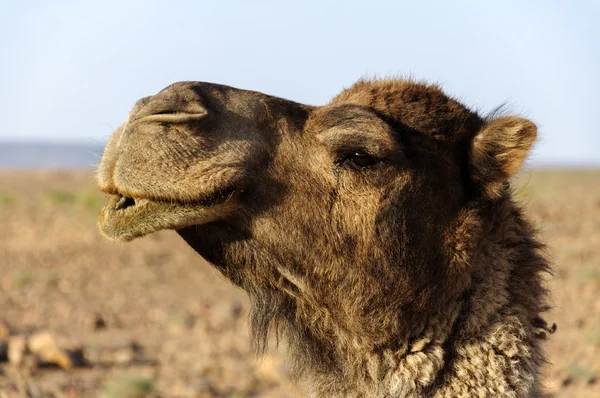 摩洛哥骆驼头 — 图库照片