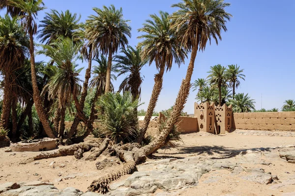 Marocko, draa dalen. Doum laalag oasis — Stockfoto