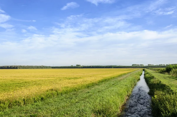 Ломеллина (Северная Италия) Рисовые поля и канал — стоковое фото