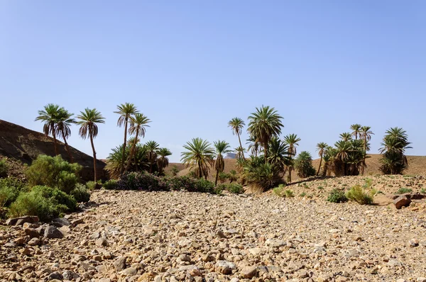 Maroc, vallée du Draa, oasis — Photo