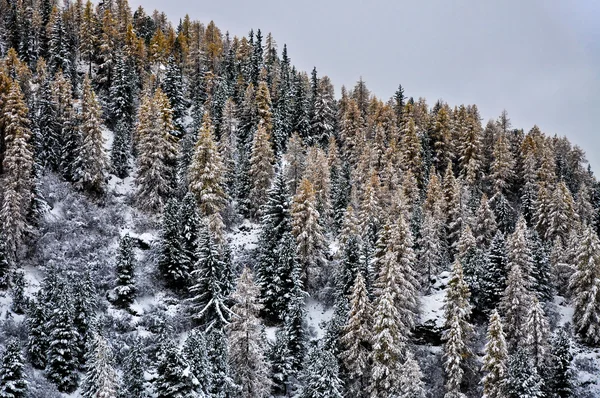 Autumn, larches with snow — Stock Photo, Image