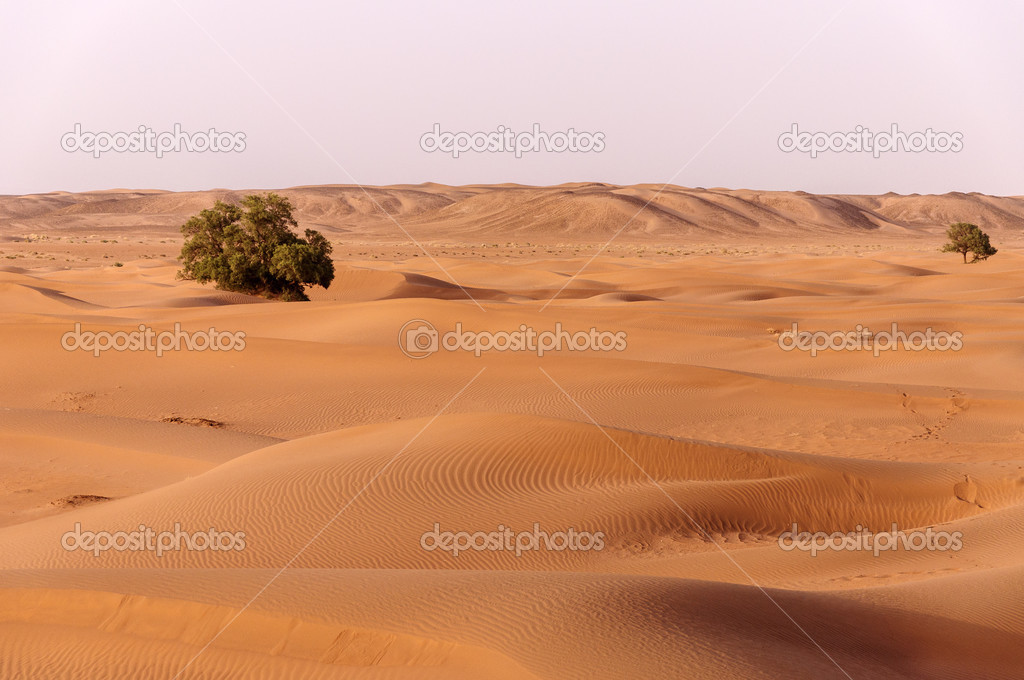 Morocco, Dunes with trees