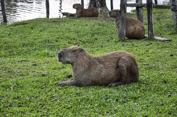 Brazílie, capivara — ストック写真