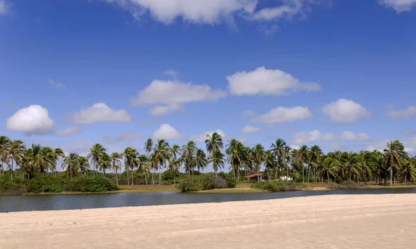 巴西、 pititinga、 海滩和棕榈树 — 图库照片