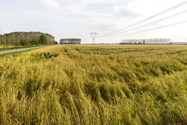 Italia (Bereguardo) Campos de arroz — Foto de Stock