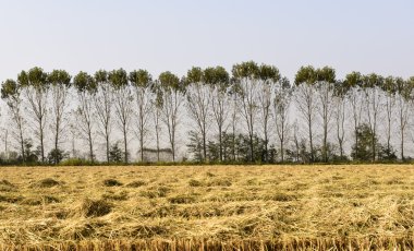 polplars ve pirinç alan (Kuzey İtalya)