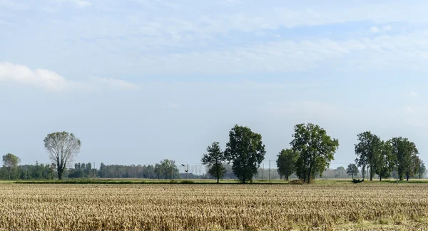 Bereguardo (północnej Włochy) polu kukurydzy po zbiorach — Zdjęcie stockowe