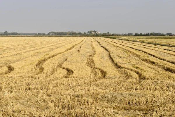 Rice field, Lomellina (North Italy) — Stock Photo, Image