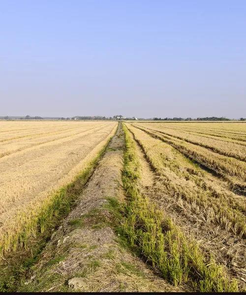 Rýžové pole, lomellina (severní Itálie) — Stock fotografie