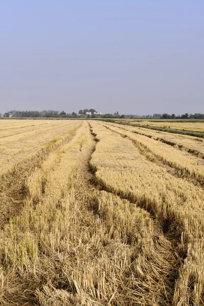 Campo de arroz, Lomellina (norte de Italia) ) — Foto de Stock