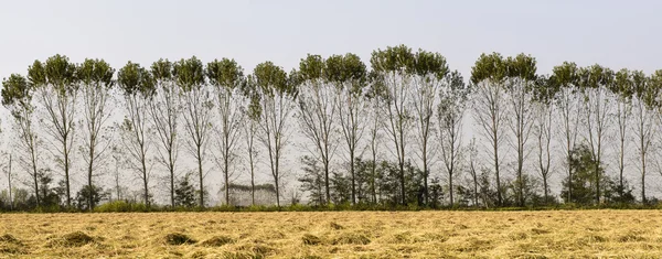 Popplar och risfält (norr Italien) — Stockfoto
