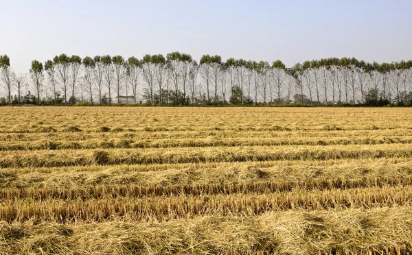 Pappeln und Reisfeld (Norditalien) — Stockfoto