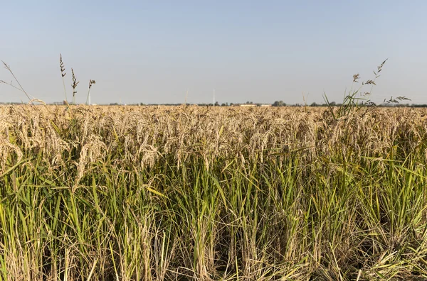 Rice, Lomellina (North Italy) — Stock Photo, Image