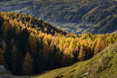cuneaz, gialli larici in autunno (Nord Italia)