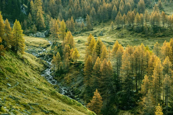 Zatoczka z larches (północnej Włochy) — Zdjęcie stockowe