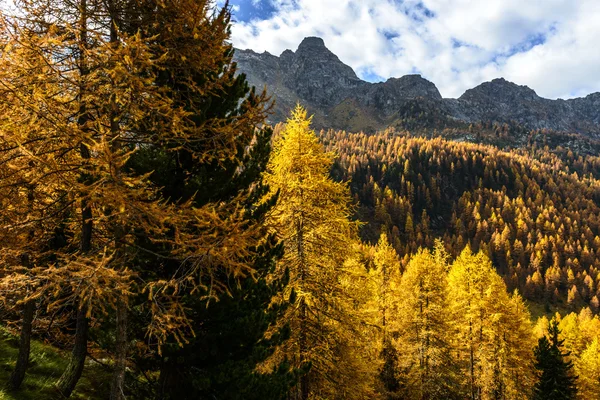 Larches jesienią (północnej Włochy) — Zdjęcie stockowe