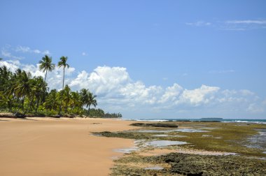 Beach of Taipu de Fora (Bahia, Brazil) clipart