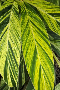yeşil yaprak, Botanik Bahçesi (rio de janeiro, Brezilya)