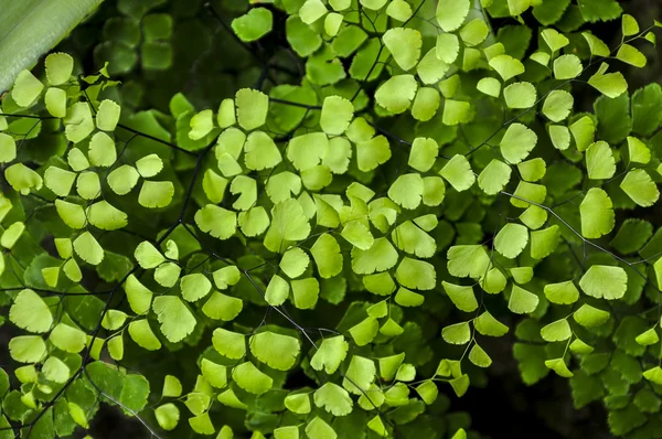 Pequeñas hojas verdes, jardín botánico (Río de Janeiro, Brasil) ) — Foto de Stock