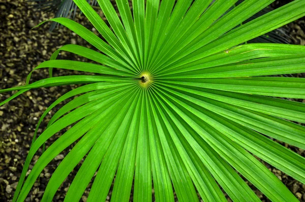 Grünes Blatt, botanischer Garten (Rio de Janeiro, Brasilien)) — Stockfoto