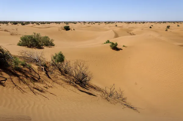 Sanddyner, hamada du draa, Marocko. — Stockfoto