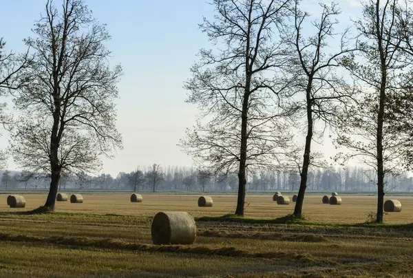 Reisfelder mit Ballen (Zerbolo, Norditalien) — Stockfoto