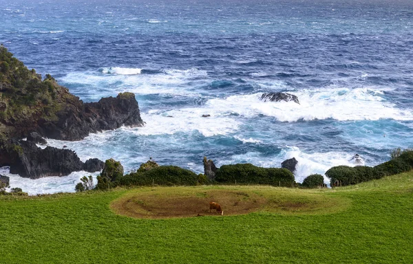 Vaca no pasto, ilha das Flores, arquipélago dos Açores (Portugal ) — Fotografia de Stock