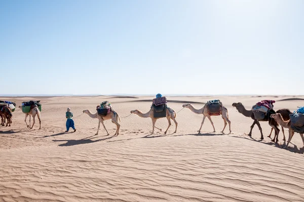 Caravana dromedária, Hamada du Draa (Marrocos ) — Fotografia de Stock