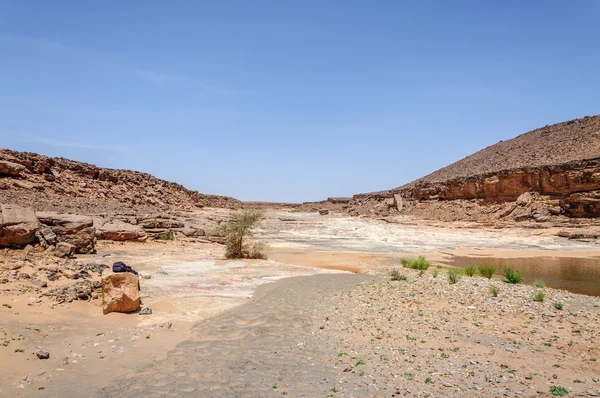 Lagoa com arbustos ao longo do rio de pedra, Hamada du Draa (Marrocos ) — Fotografia de Stock