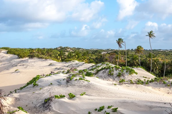 Písečné duny, pititinga, natal (Brazílie) — Stock fotografie