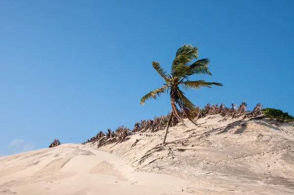 Dune di sabbia, Pititinga, Natal (Brasile) ) — Foto Stock