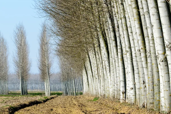 Populieren in de buurt van tromello, lomellina (Italië) — Stockfoto