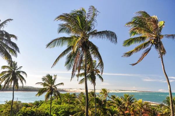 Zandduinen in de buurt van pipa, natal (Brazilië) — Stockfoto