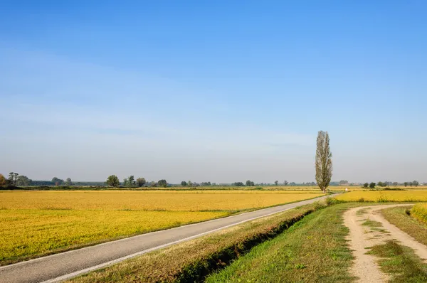 Campos de arroz en verano, Lomellina (Italia) ) — Foto de Stock