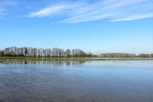 Reisfelder Lomellina (Italien) — Stockfoto