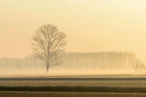 Alba brumosa, Lomellina (Italia) ) — Foto de Stock